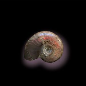 Ammonite Shell Fossil
